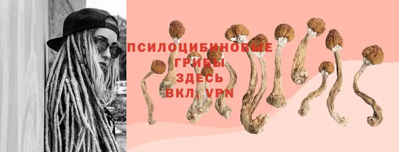 Псилоцибиновые грибы Cubensis  где можно купить   Благодарный 